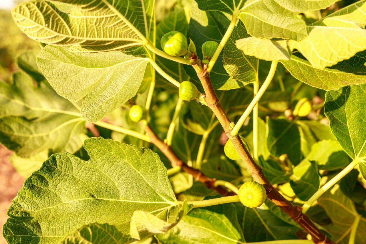 B&B Mandorla Amara Gioia Del Colle Luaran gambar